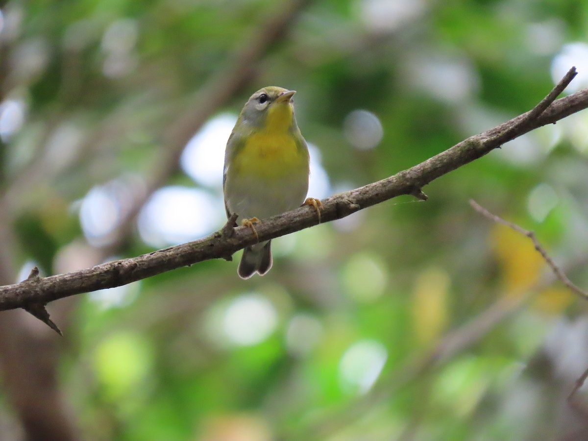 Northern Parula - ML491931011