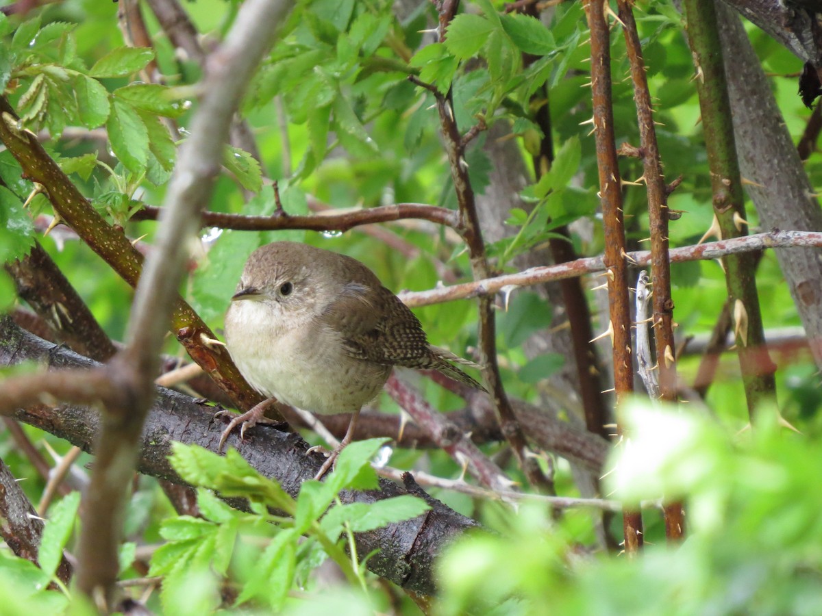 House Wren - ML49193161