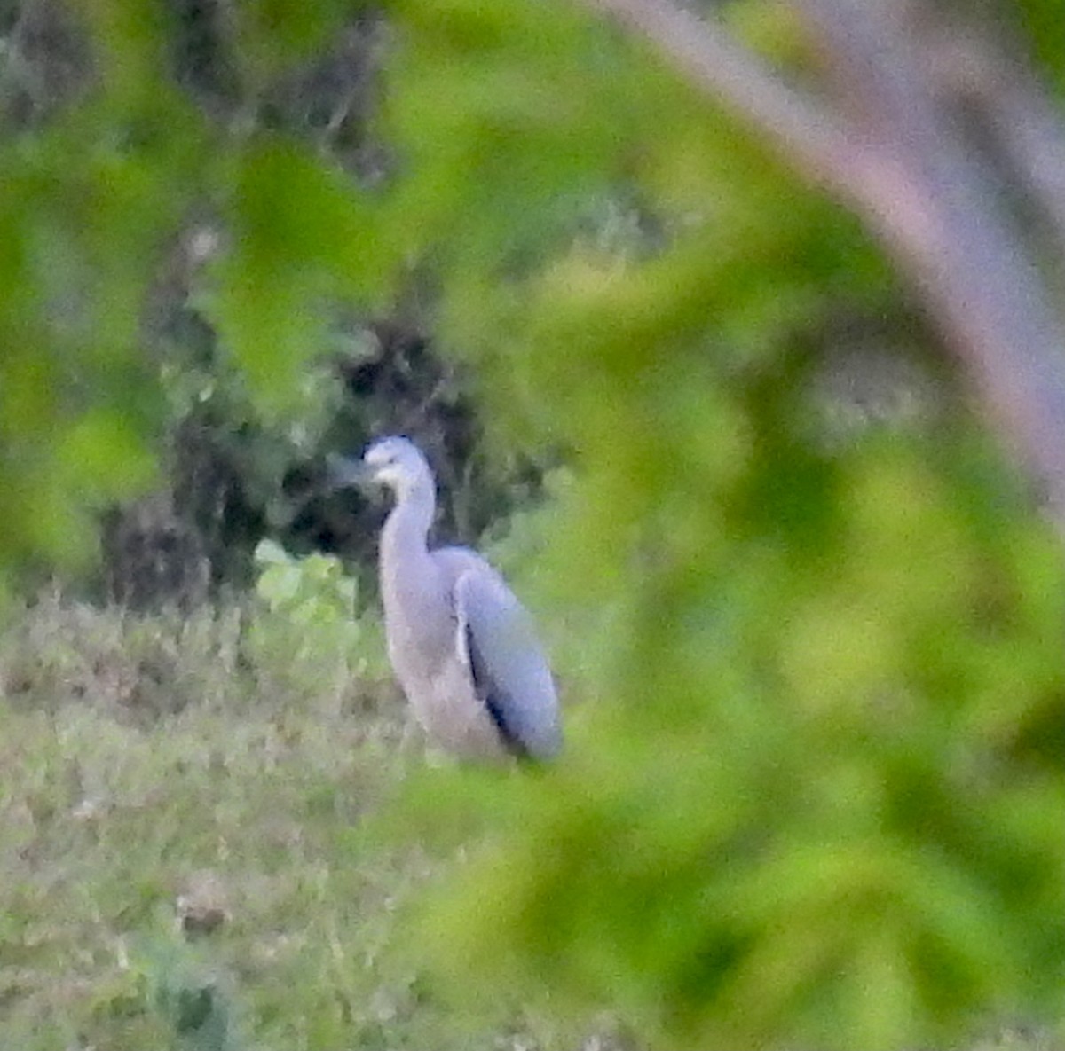 White-faced Heron - ML491932091