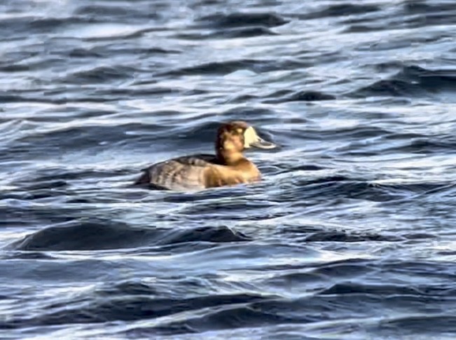 Greater Scaup - ML491932451