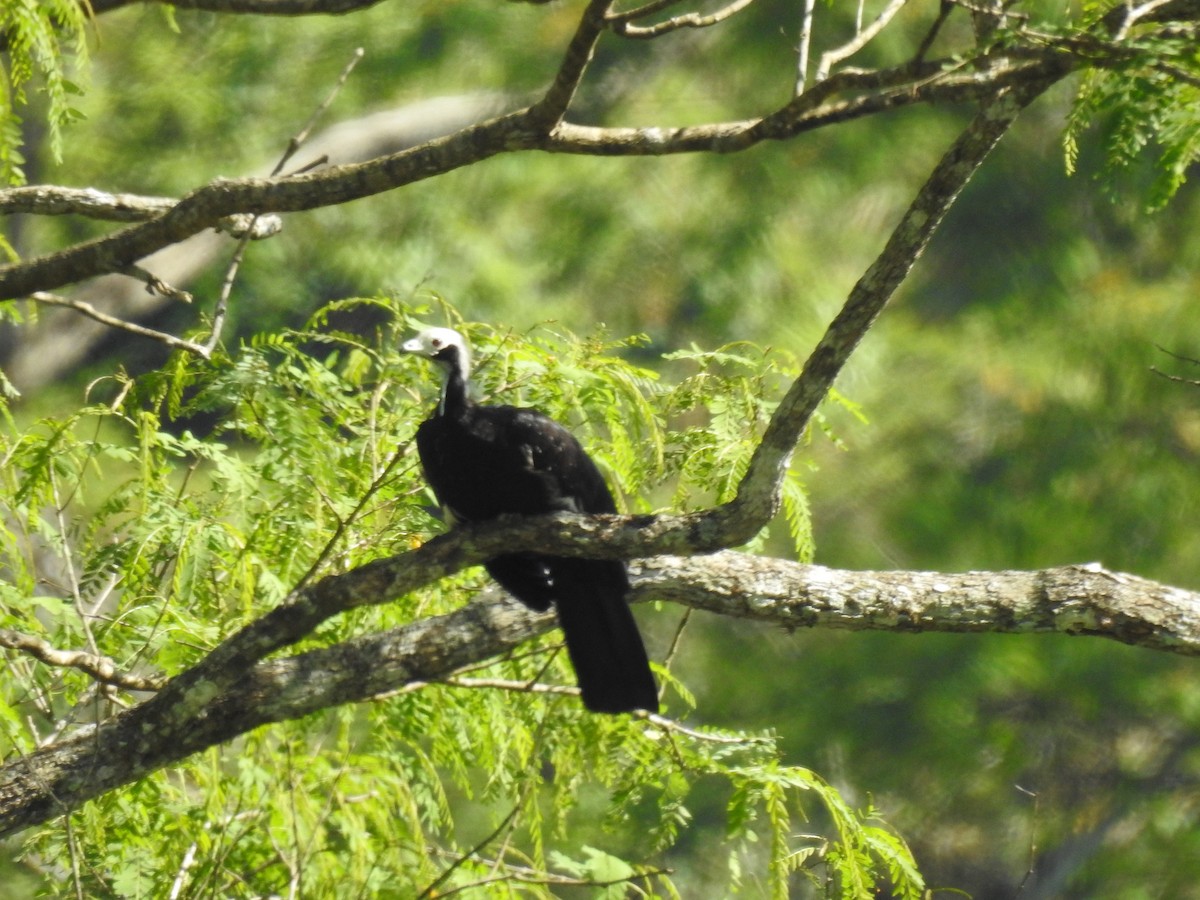 White-throated Piping-Guan - ML491932751