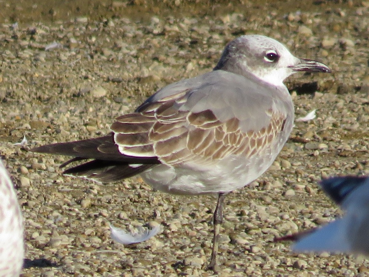 Laughing Gull - ML491933441