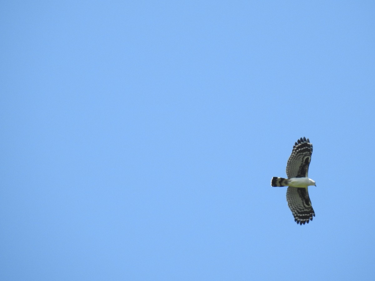 Gray-headed Kite - ML491933911