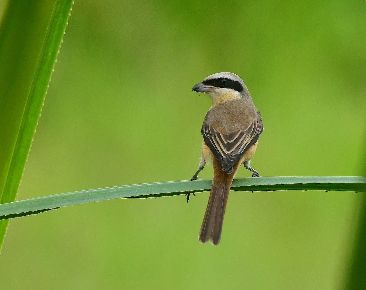 Brown Shrike - ML491934001