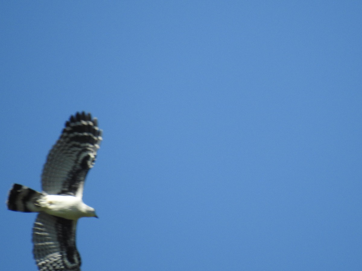 Gray-headed Kite - ML491934441