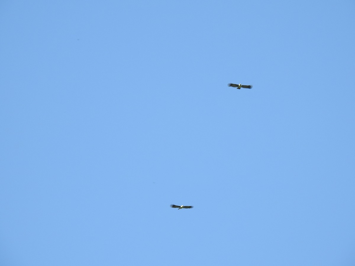 Gray-headed Kite - ML491934451