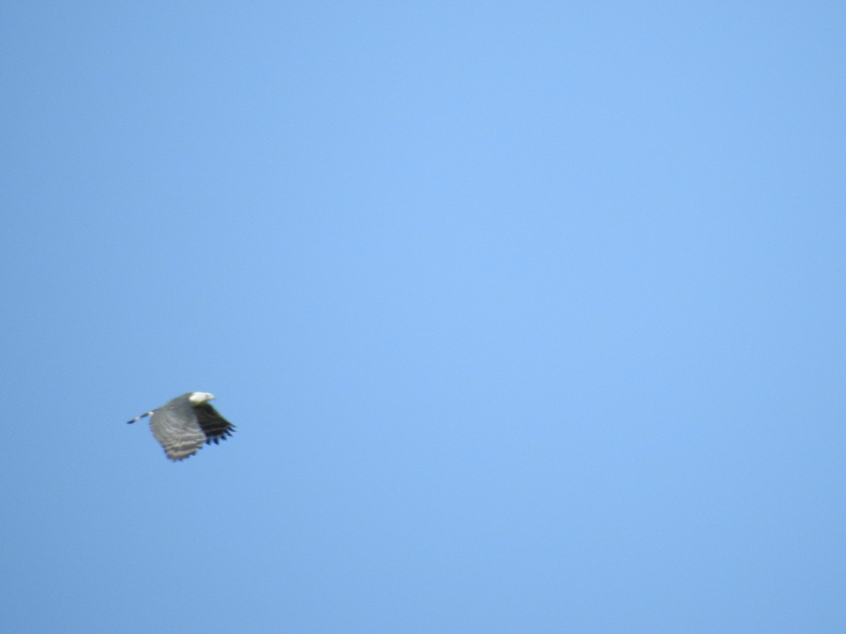Gray-headed Kite - ML491934481