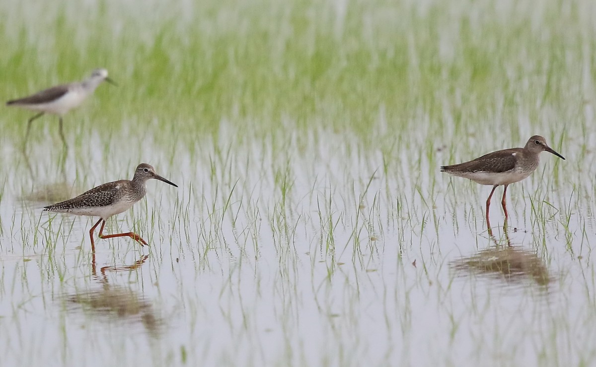 Common Redshank - ML491934781