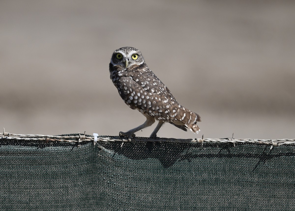 Burrowing Owl - Cooper Scollan