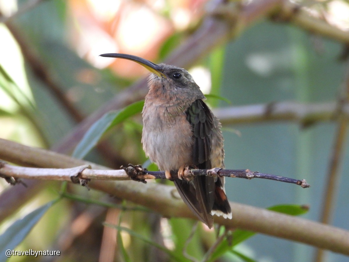 Rufous-breasted Hermit - ML491936631