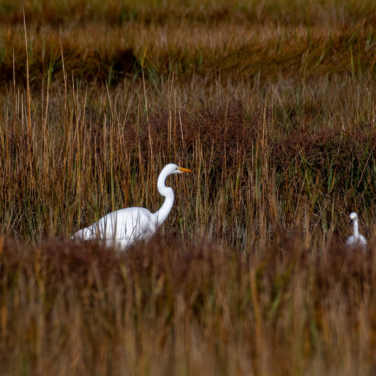 Great Egret - ML491937701