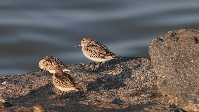 Broad-billed Sandpiper - ML491938161