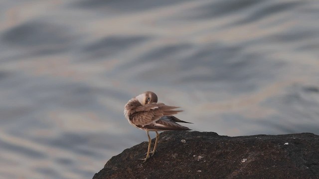 Greater Sand-Plover - ML491938711