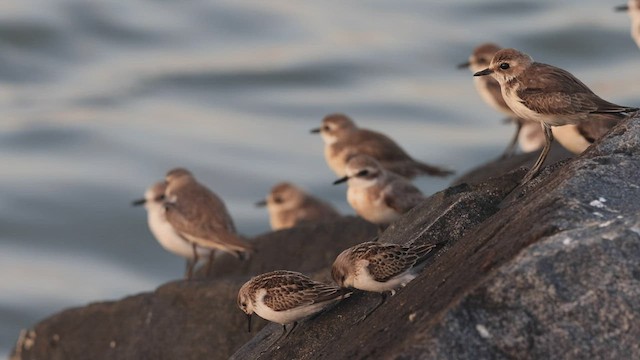 Little Stint - ML491939251