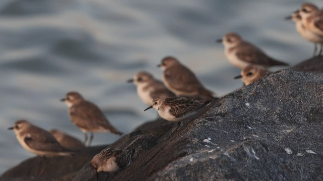 Little Stint - ML491939261