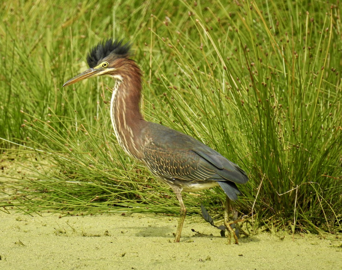 Green Heron - ML491939681