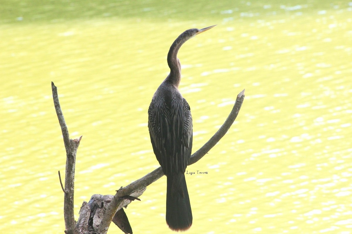 anhinga americká - ML491939911