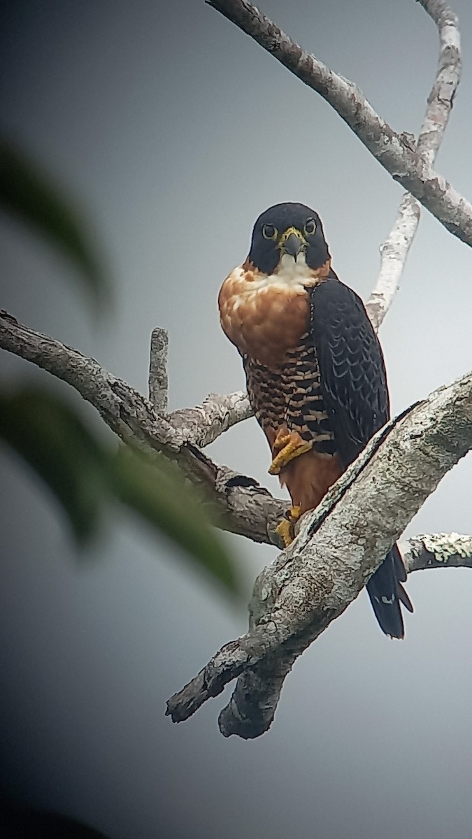 Halcón Pechinaranja - ML491940341