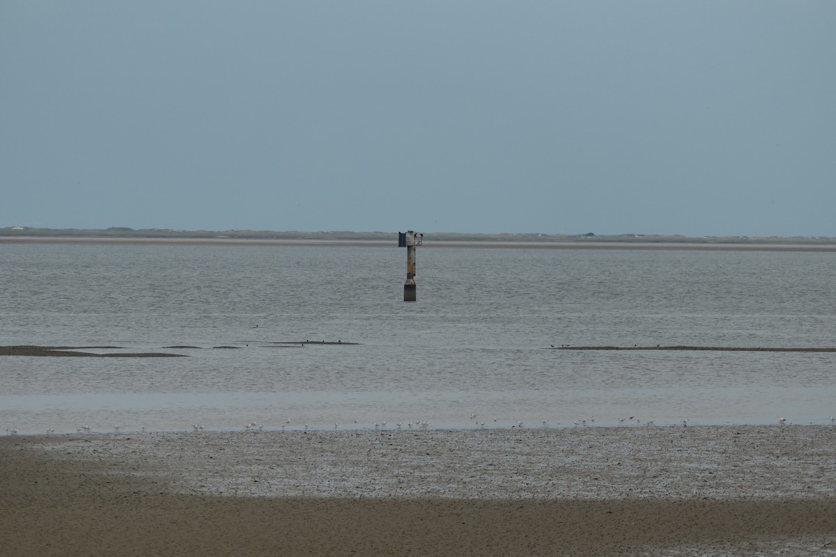 Eurasian Oystercatcher - ML491942491