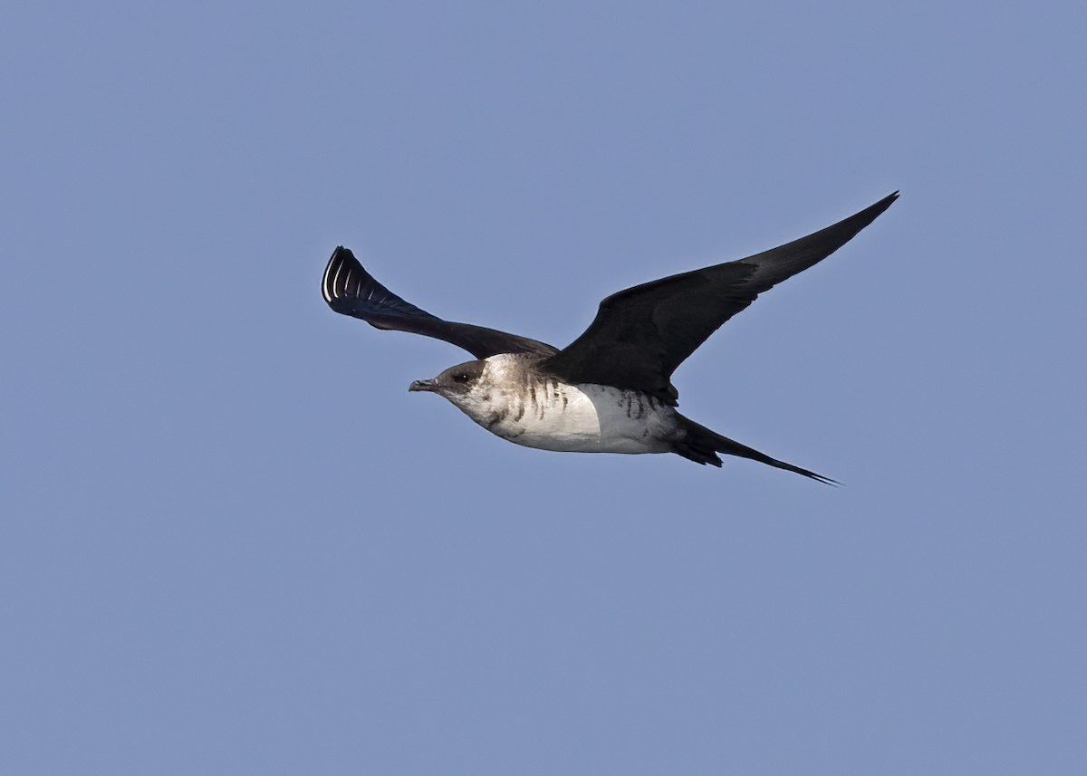 Parasitic Jaeger - Arpit Bansal