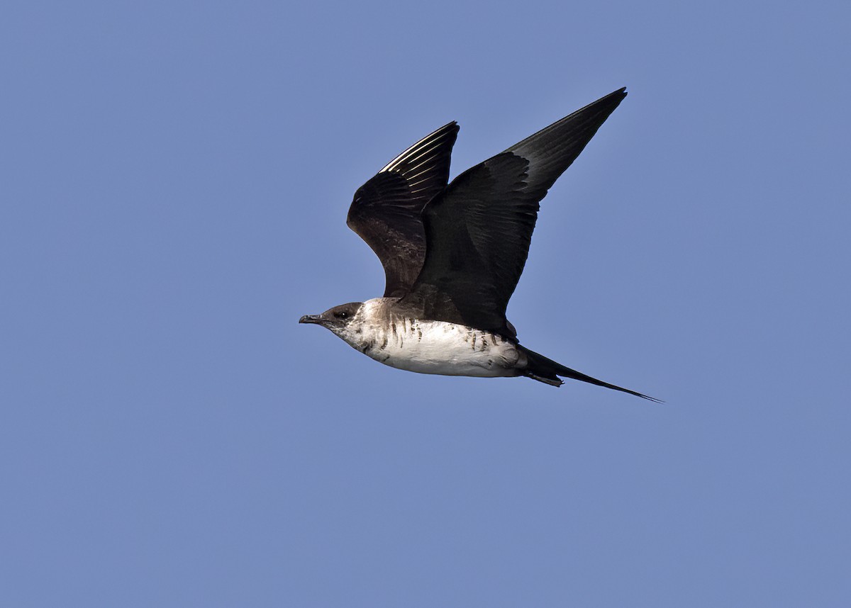 Parasitic Jaeger - Arpit Bansal