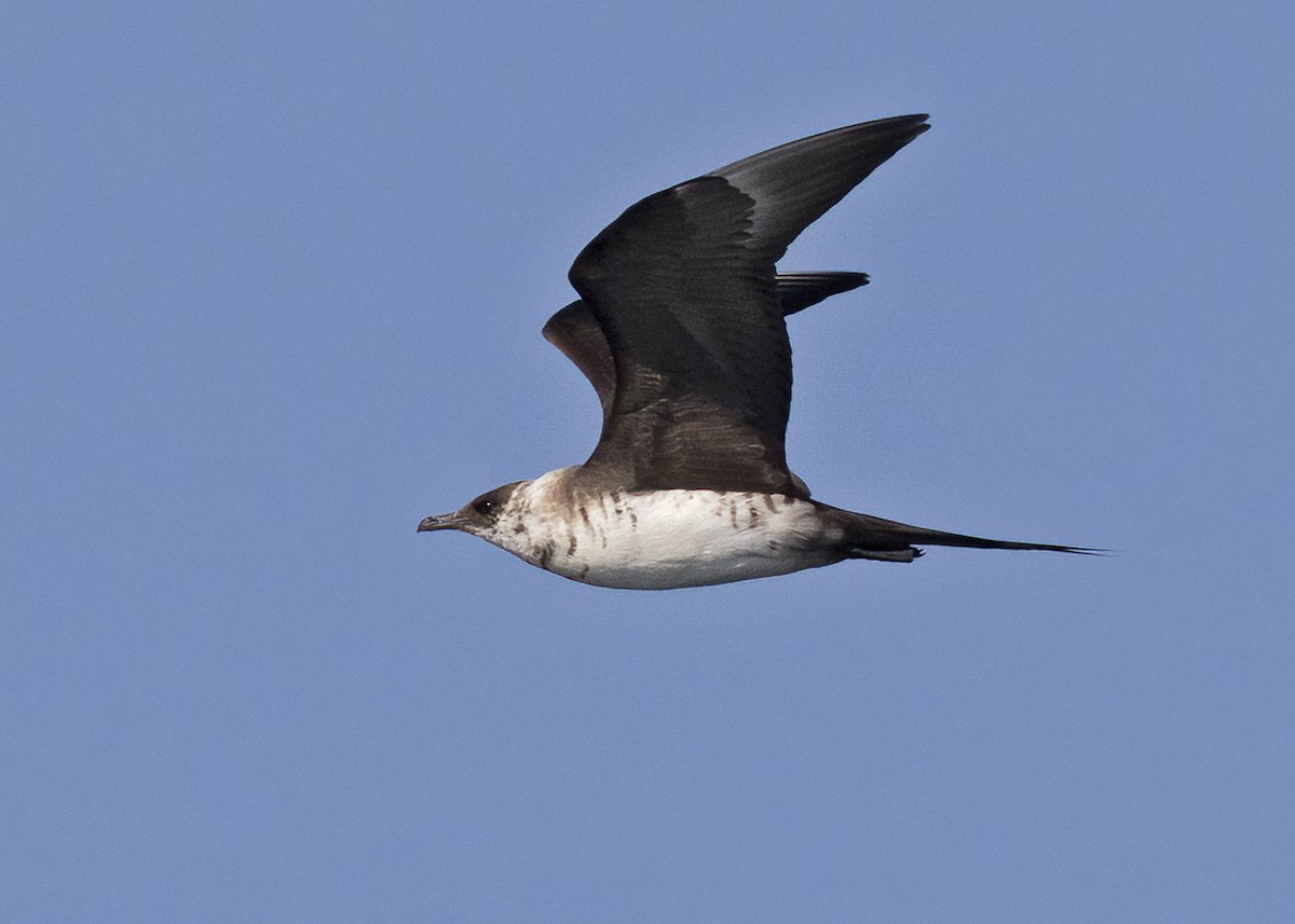 Parasitic Jaeger - Arpit Bansal