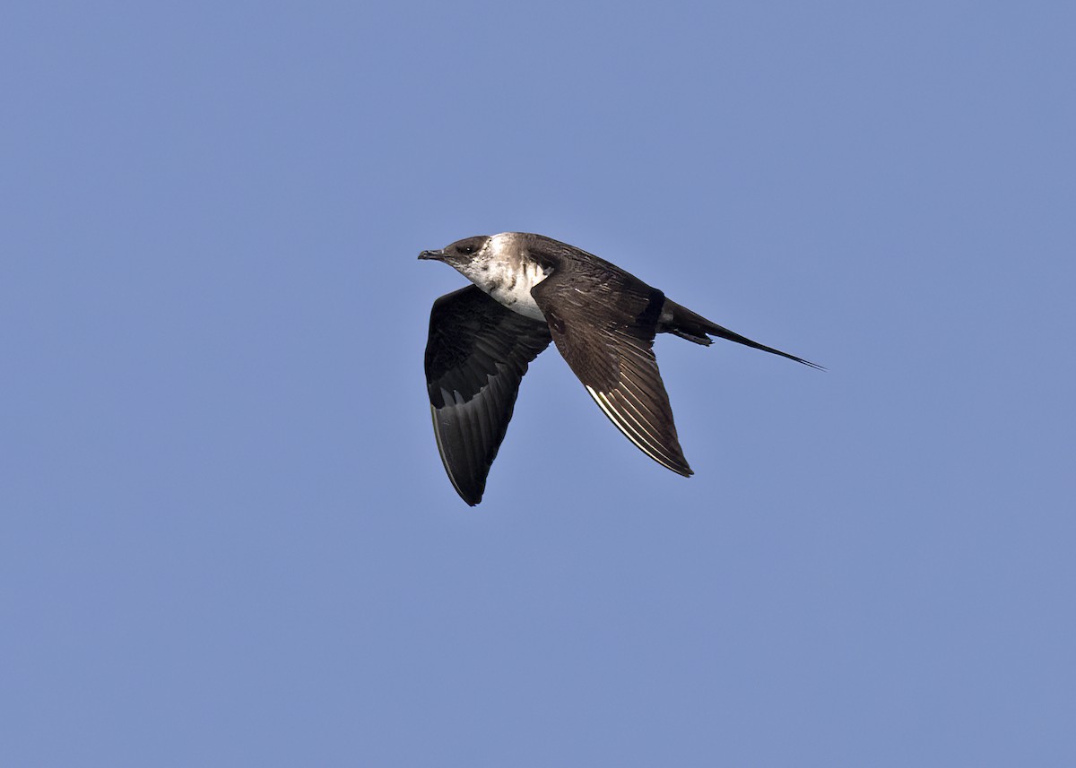 Parasitic Jaeger - Arpit Bansal