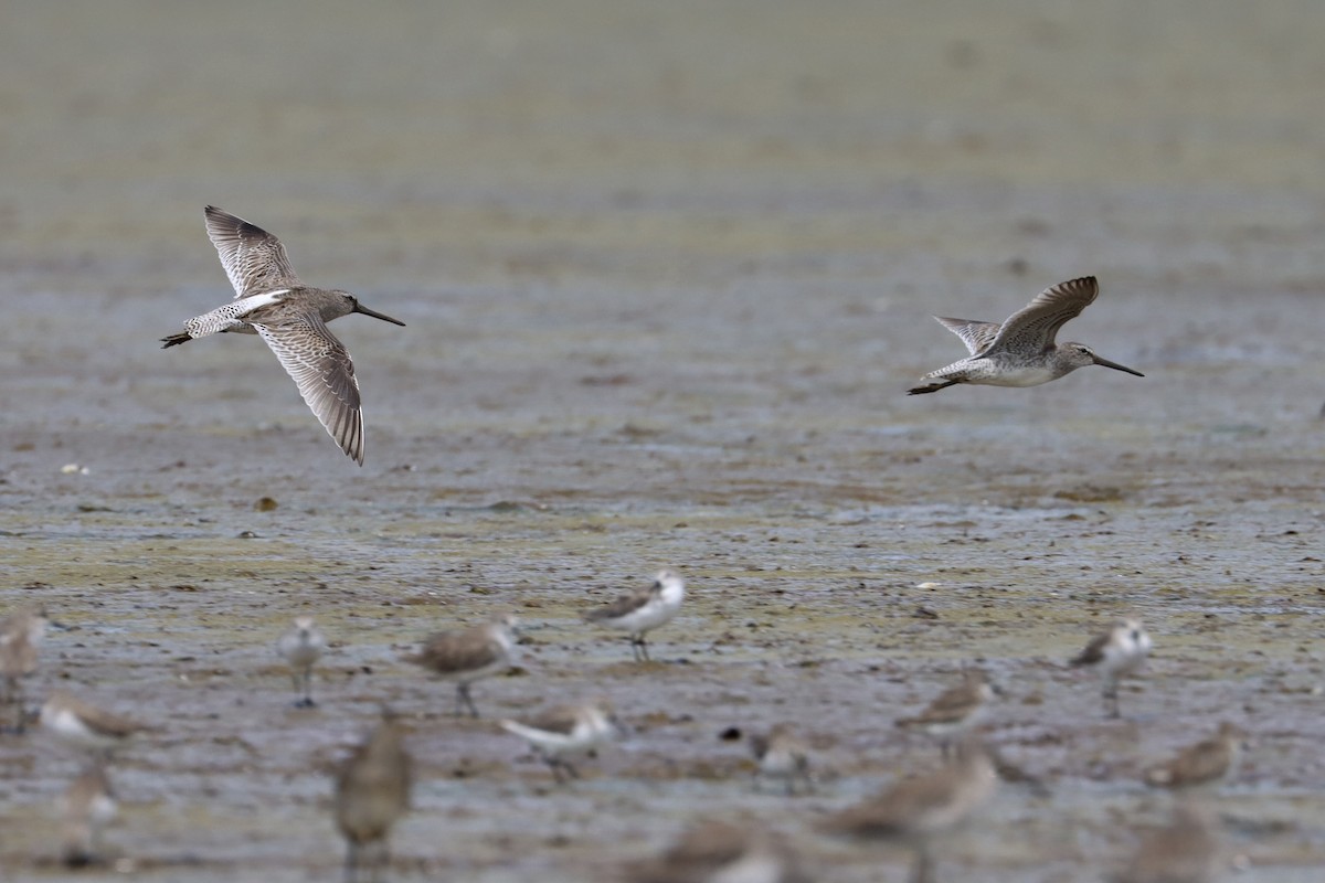 Short-billed Dowitcher - ML491942721