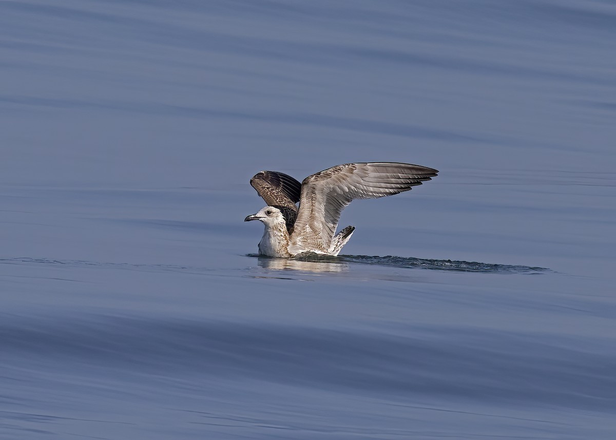 Lesser Black-backed Gull - ML491942771