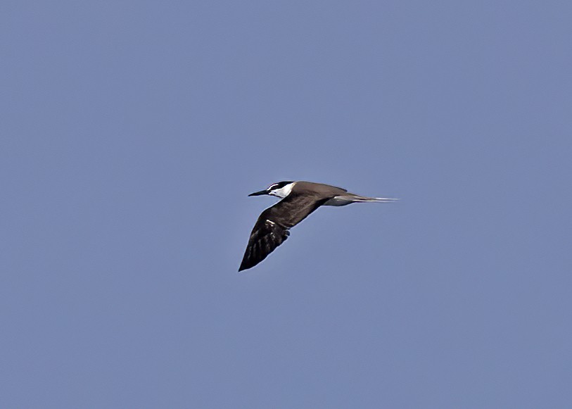 Bridled Tern - ML491943111