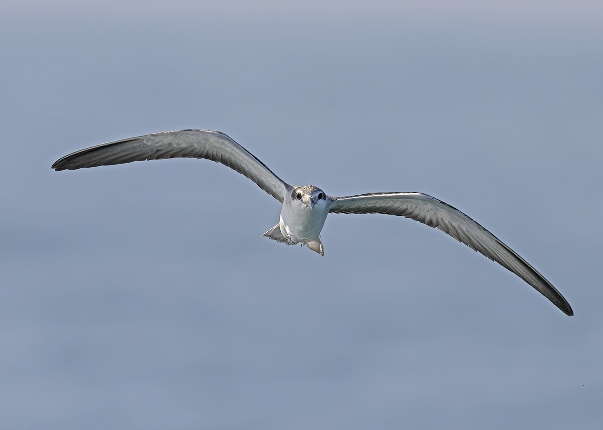 Bridled Tern - ML491943121