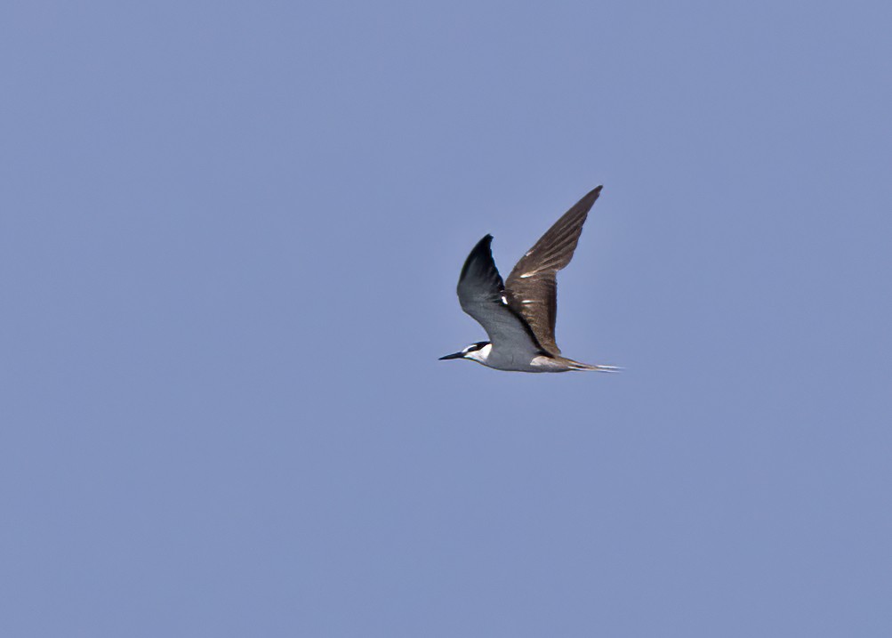 Bridled Tern - ML491943131