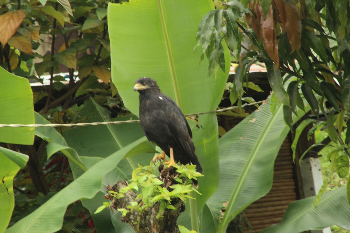 Common Black Hawk - Daniel de Jesus Garcia León