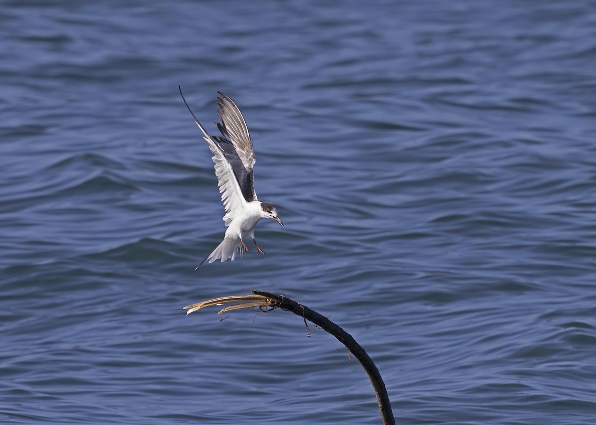 Common Tern - ML491943241