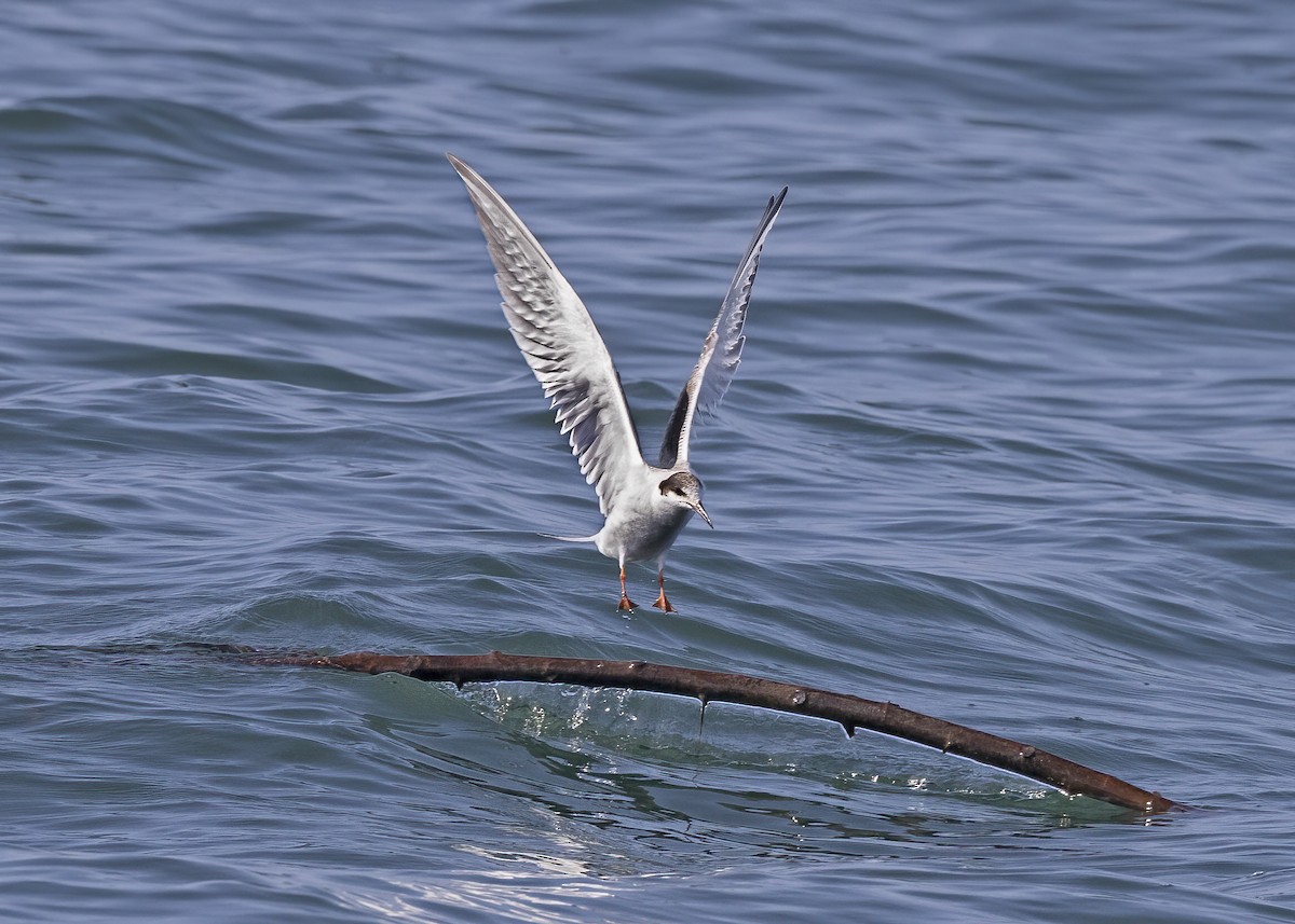 Common Tern - ML491943251