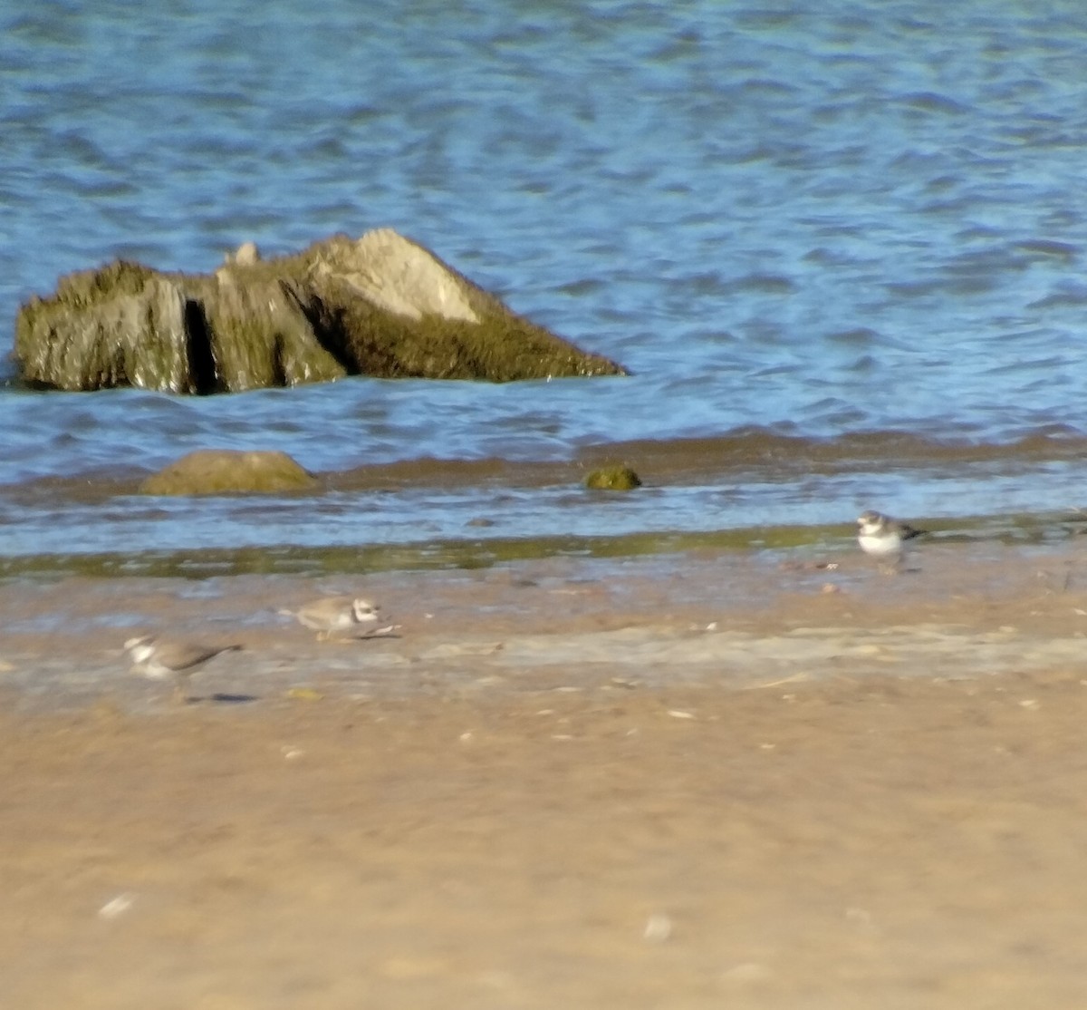 Semipalmated Plover - ML491943661