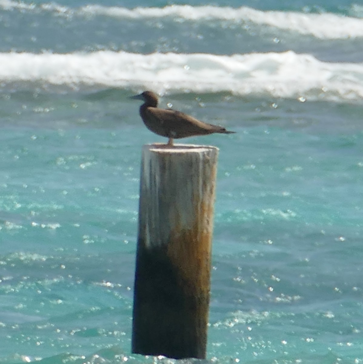 Brown Booby - ML491945731
