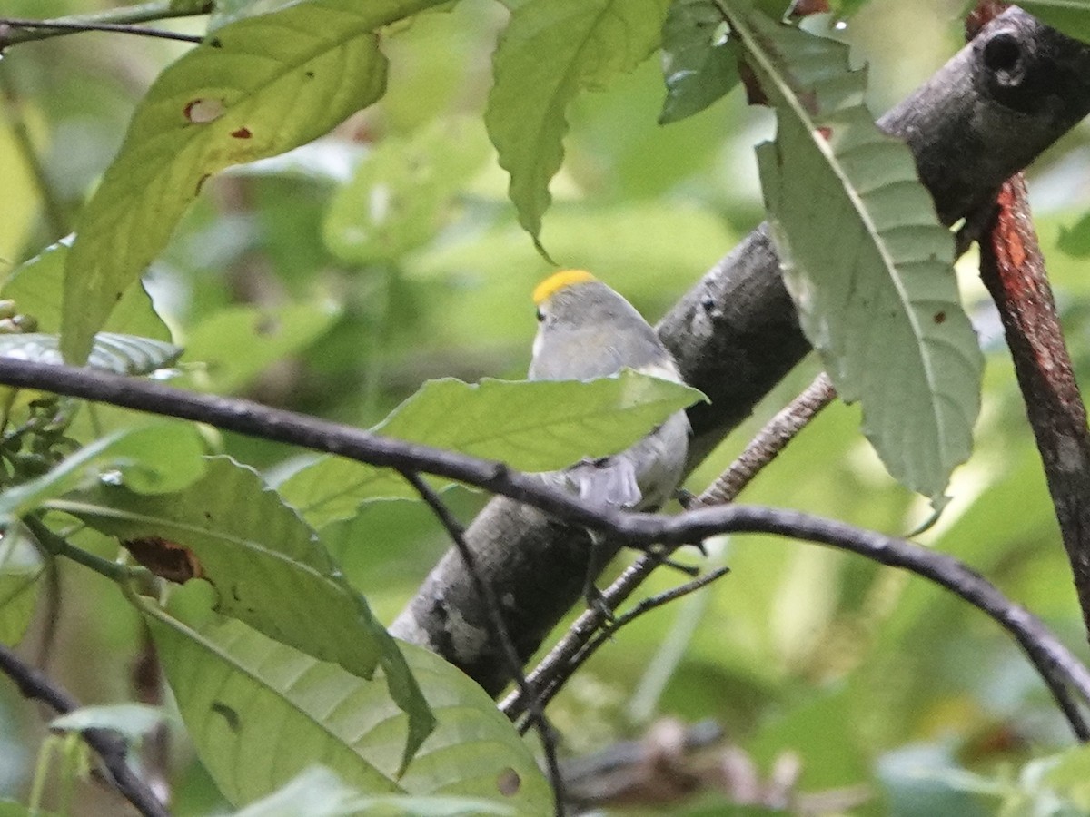 Brewster's Warbler (hybrid) - ML491945911