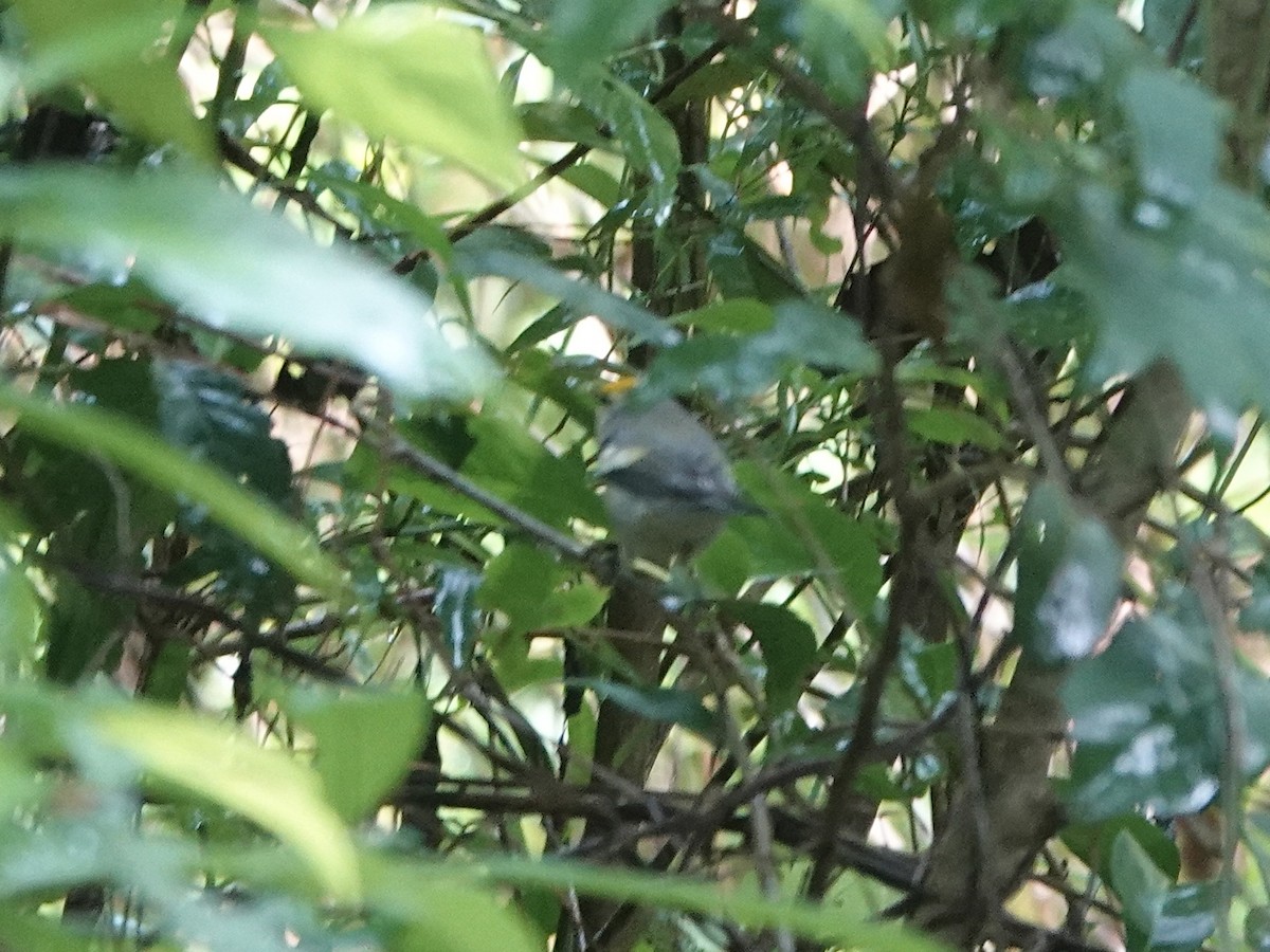 Brewster's Warbler (hybrid) - ML491945921