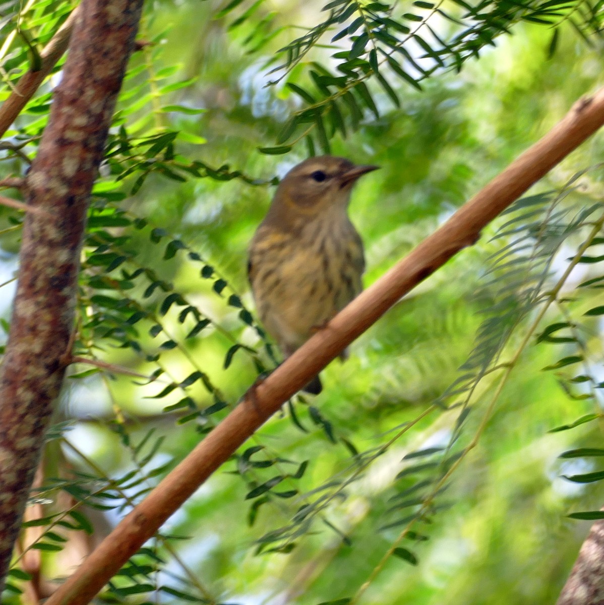 Cape May Warbler - ML491946031