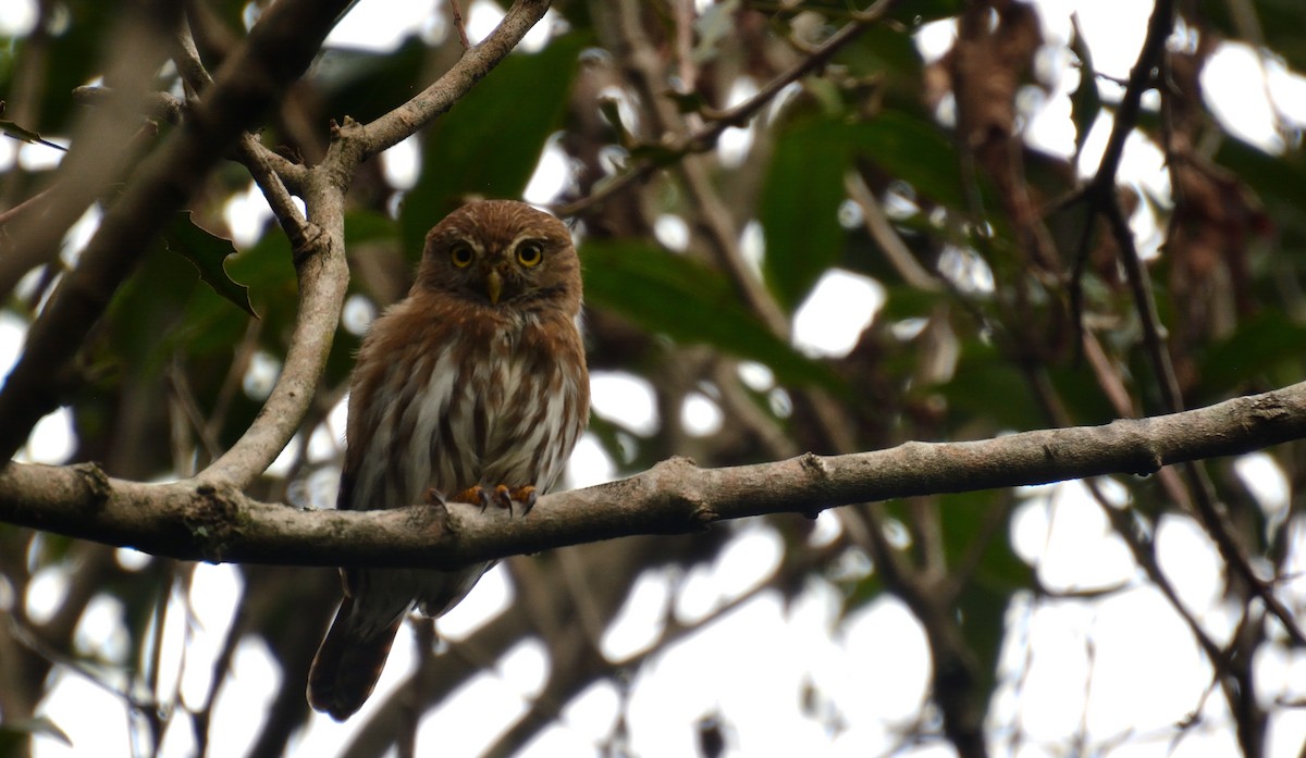 Ferruginous Pygmy-Owl - Jossy Calvo