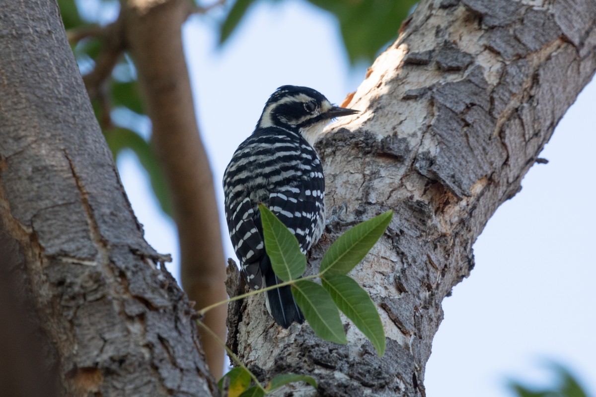 Nuttall's Woodpecker - Rebecca Marschall