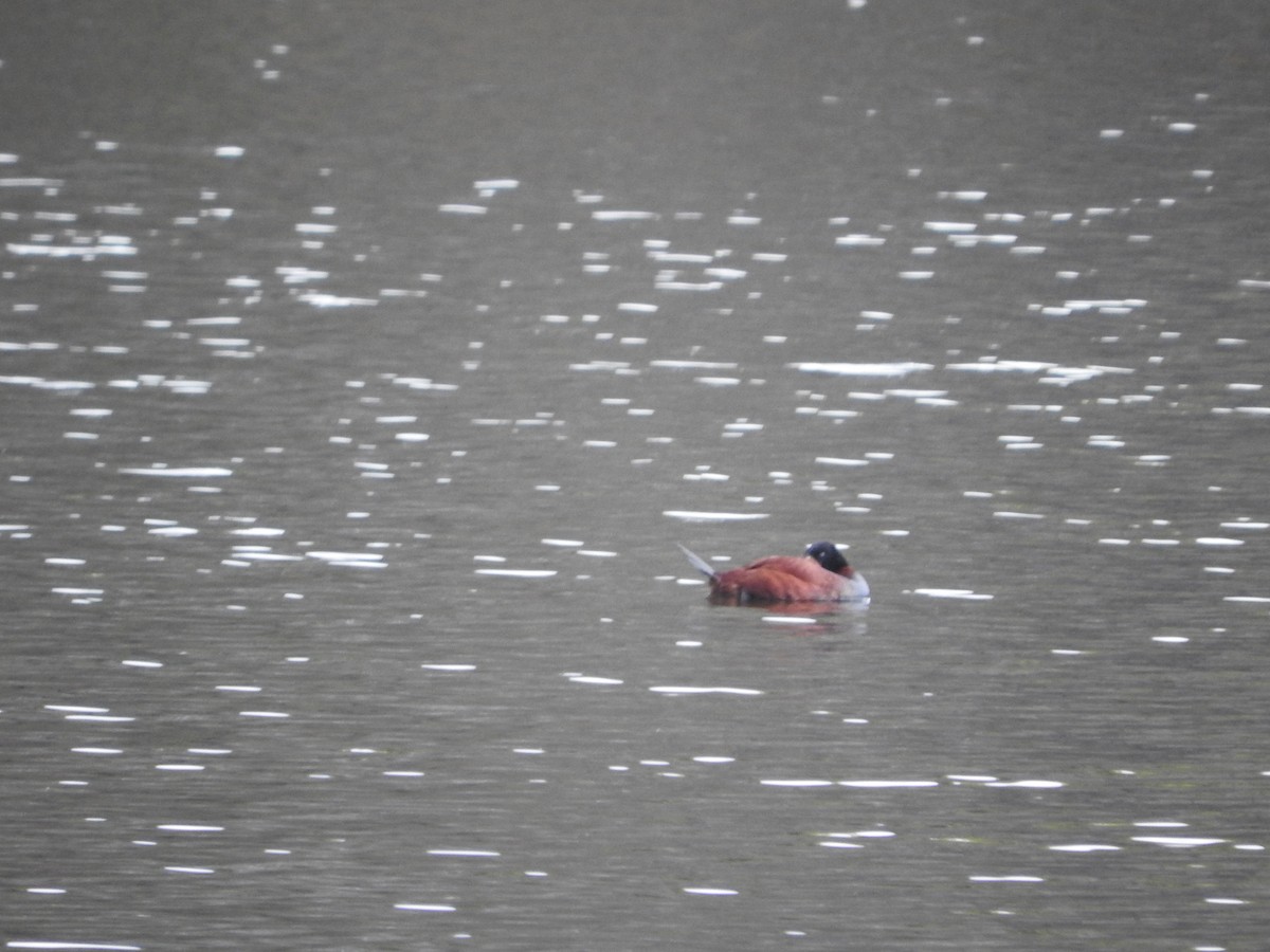 Andean Duck - ML491946401