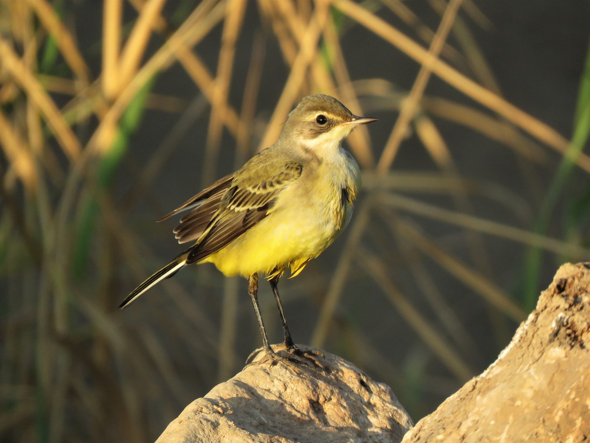 Western Yellow Wagtail - Daniel Melamed