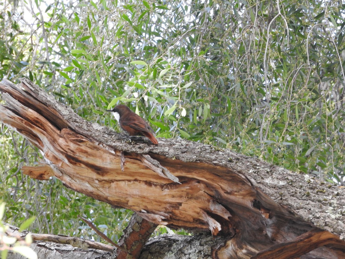 White-throated Treerunner - ML491948201