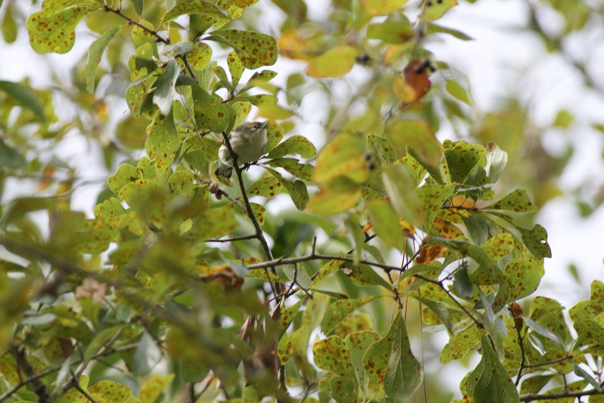 Cerulean Warbler - ML491949161