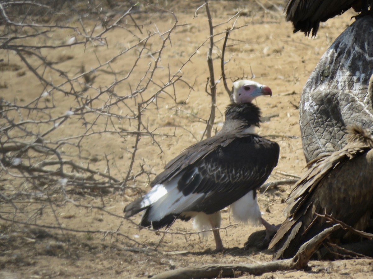White-headed Vulture - ML491950391