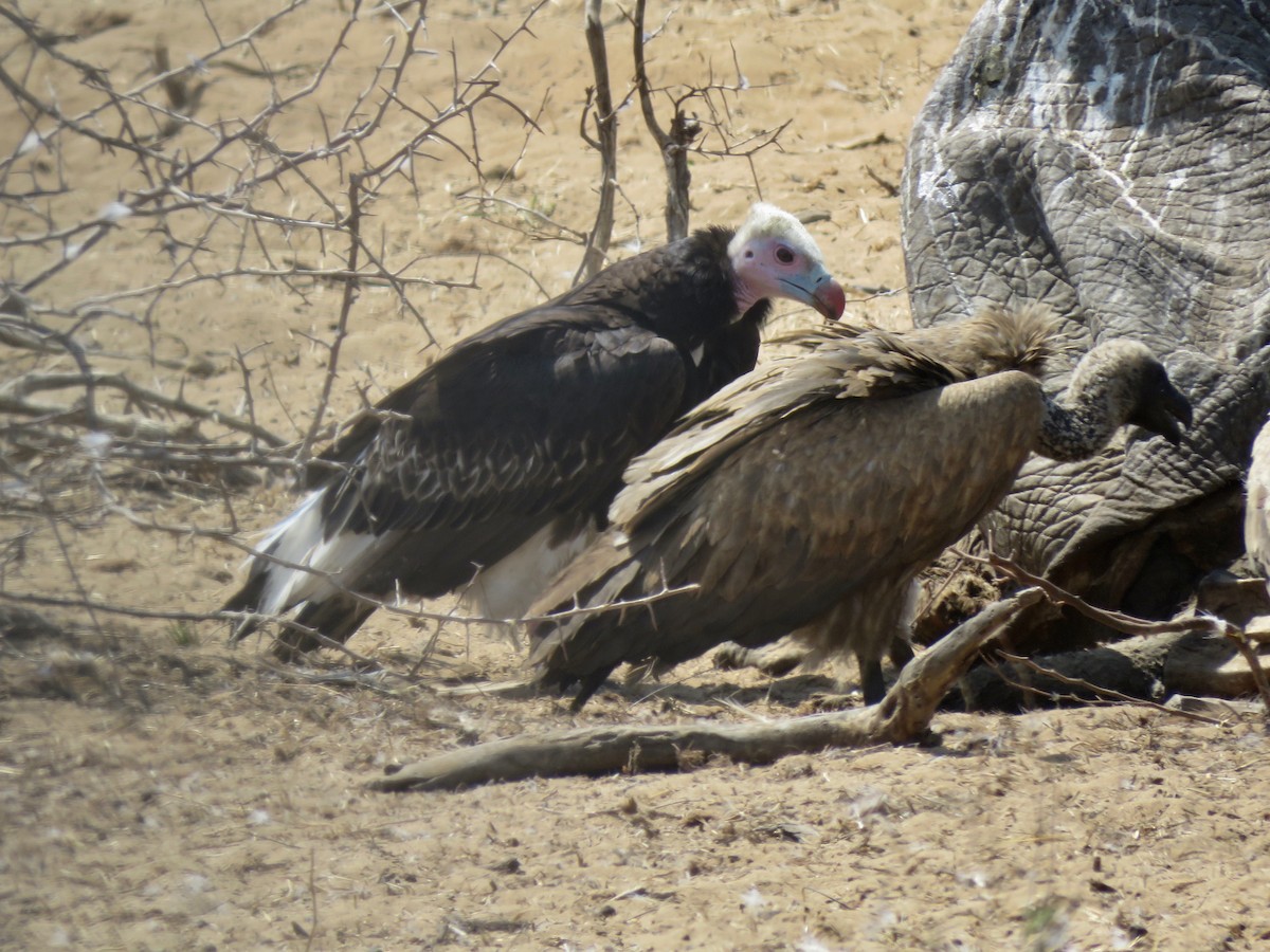 White-headed Vulture - ML491950431