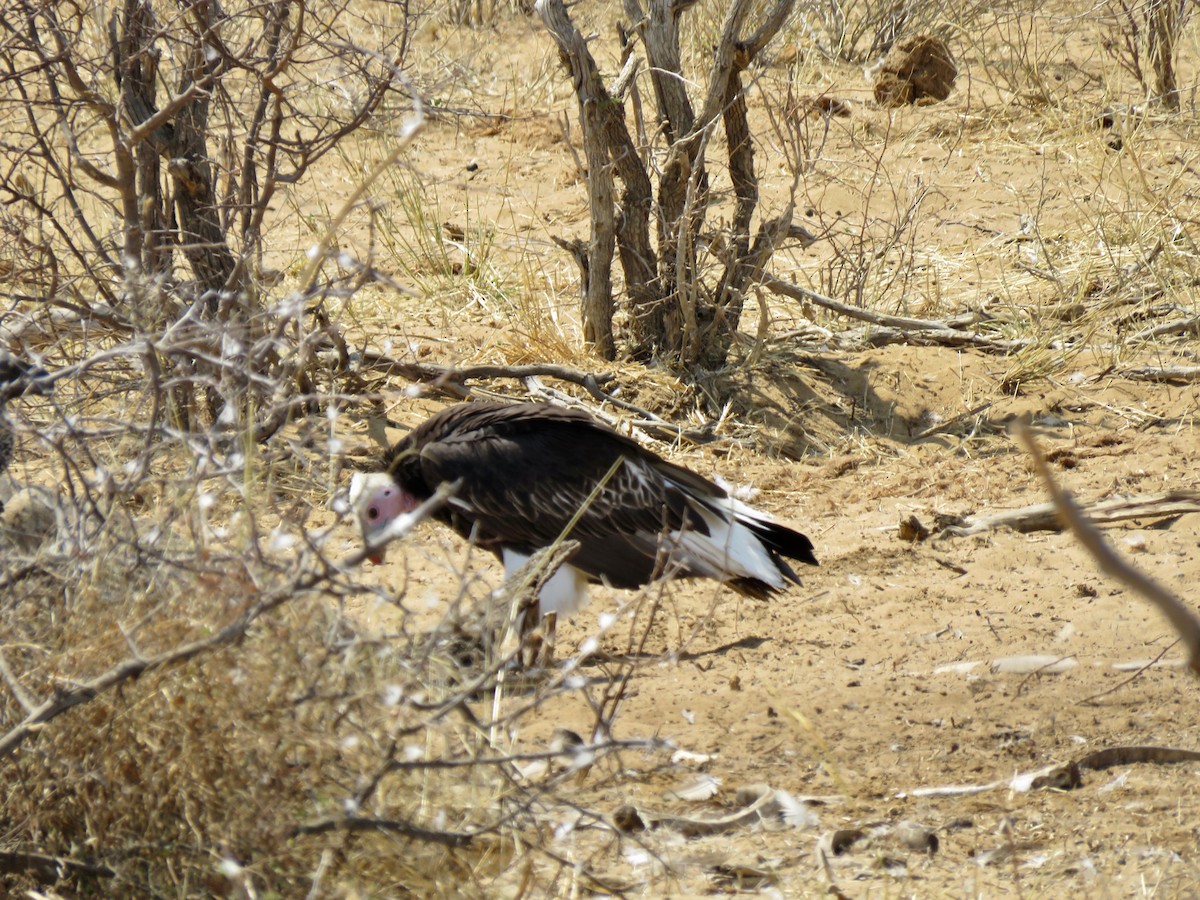 White-headed Vulture - ML491950441