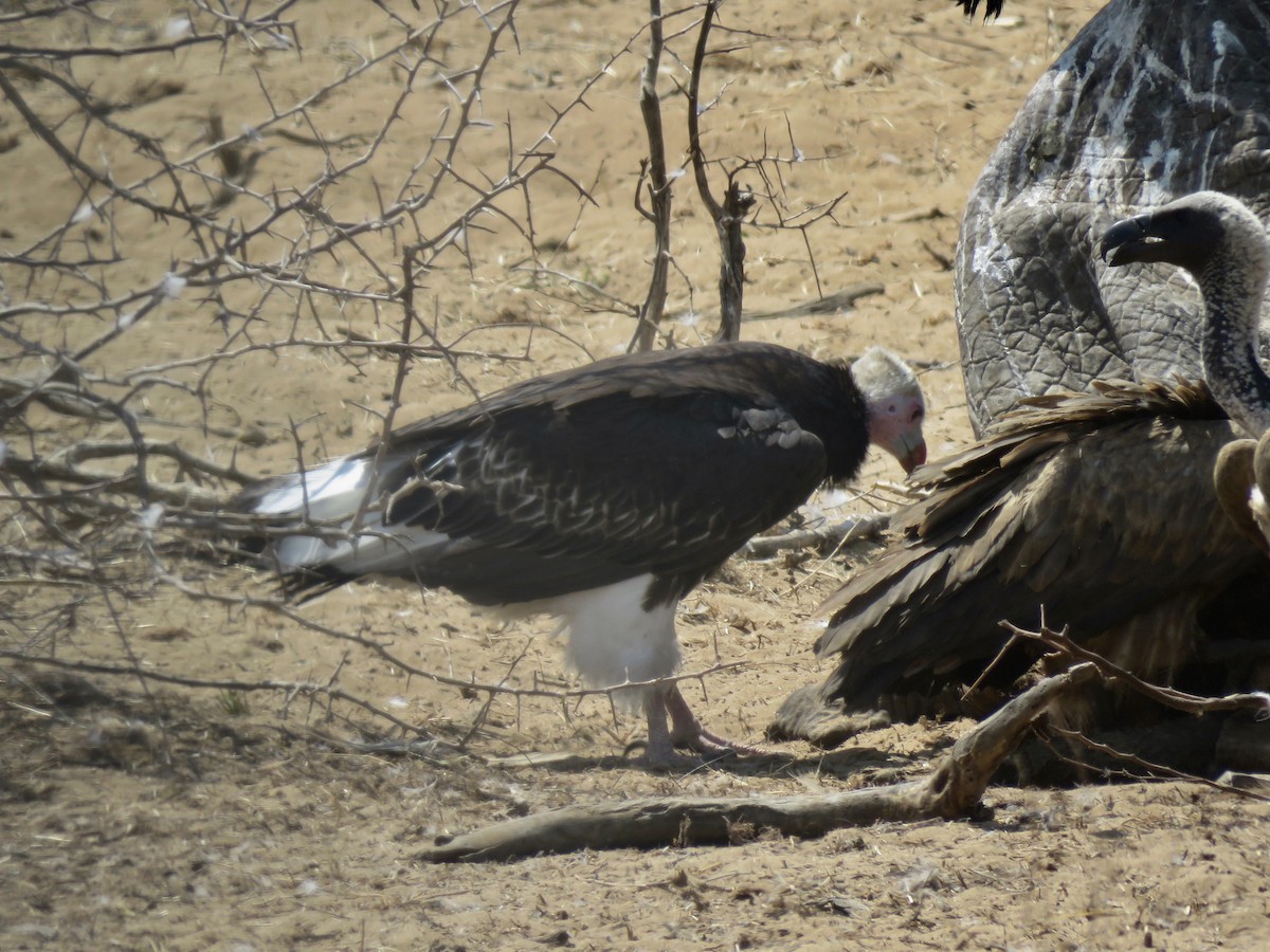 White-headed Vulture - ML491950451